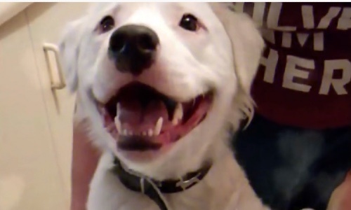 Blind And Deaf Dog Faced A Hard Life And Now Fosters Other Animals In Need